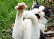 雷火电竞主播-围猎黄蜂群，利拉德末节化身持刀猎手