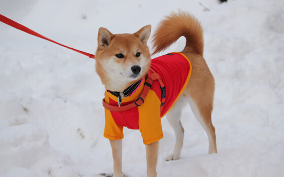 绿茵场上的巨人脚步，当西亚卡姆在欧冠半决赛之夜提前签下结局