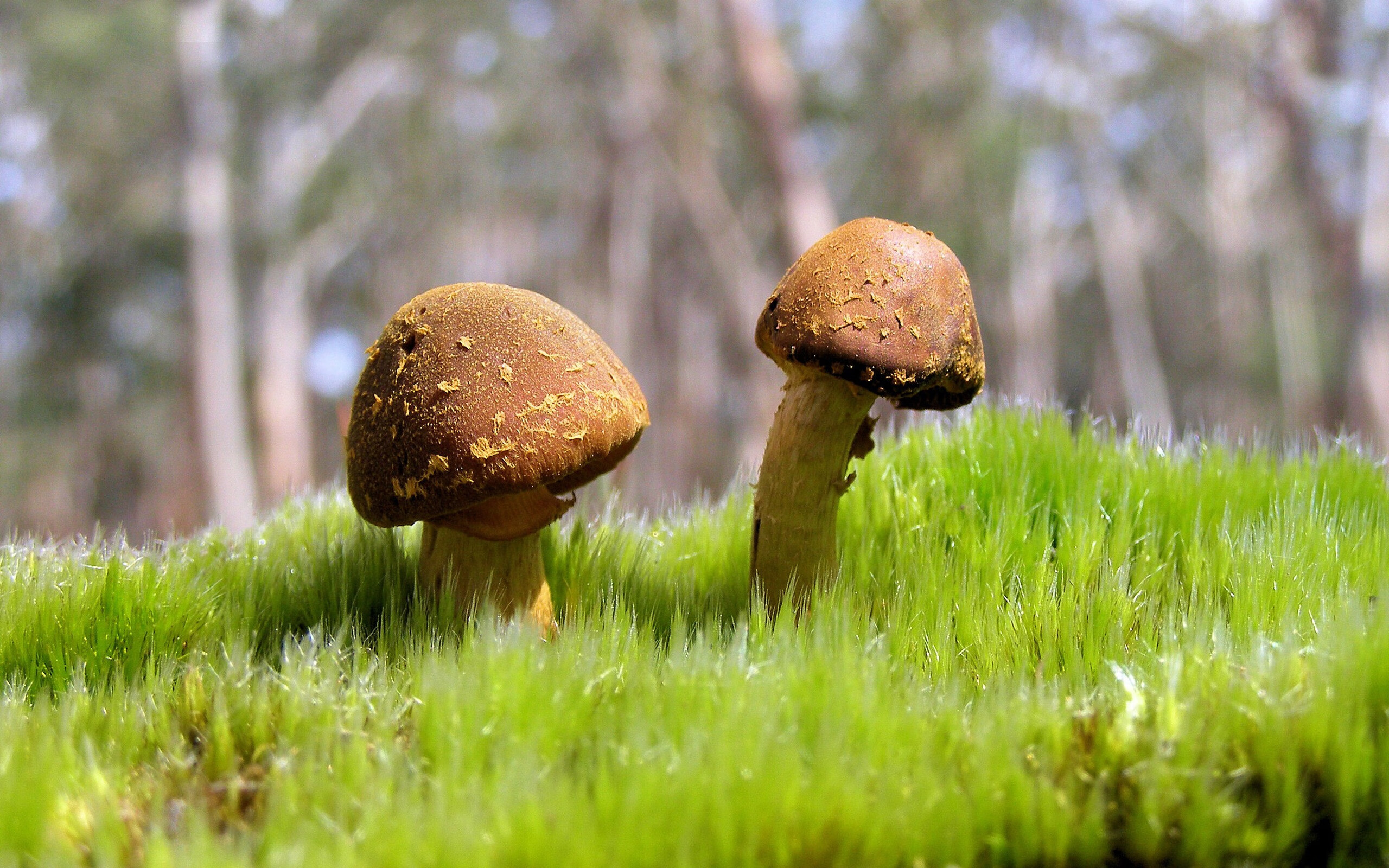 当范弗利特化身战术沙盘，深圳队在第二节谜雾中迷失