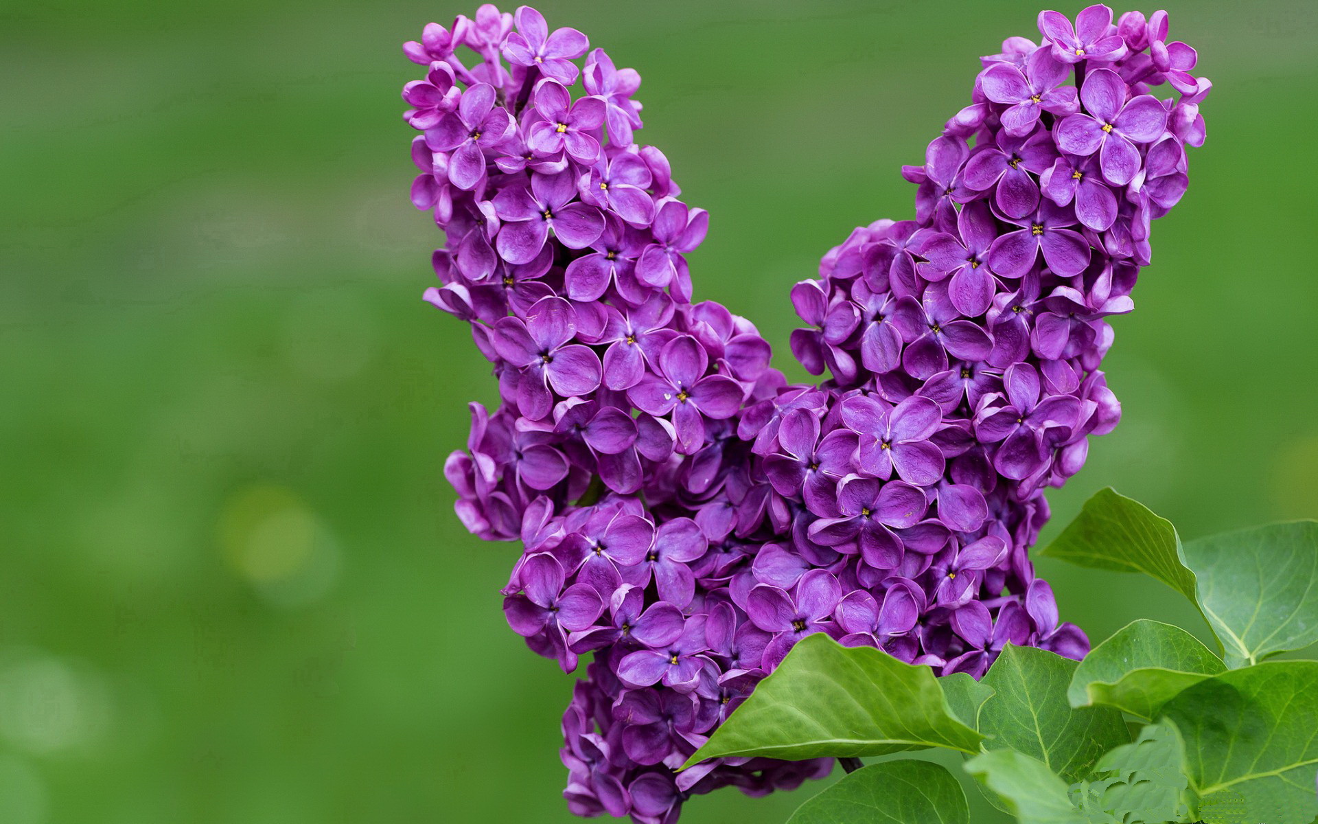 当范弗利特化身战术沙盘，深圳队在第二节谜雾中迷失